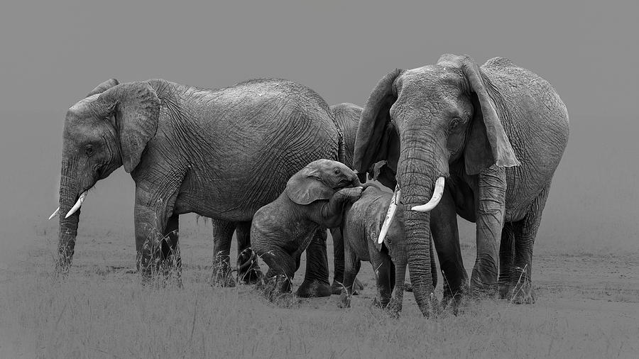 Elephant Family #3 Photograph by Jun Zuo