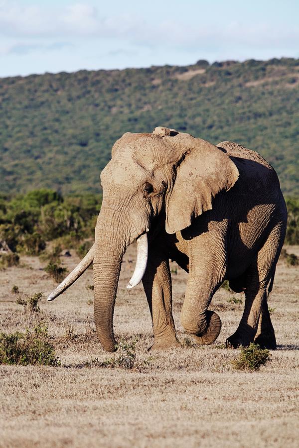 Elephant, South Africa #3 Digital Art by Richard Taylor