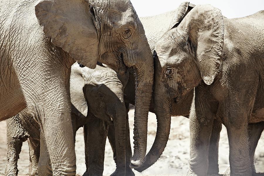 Wildlife Digital Art - Elephants, South Africa #3 by Richard Taylor