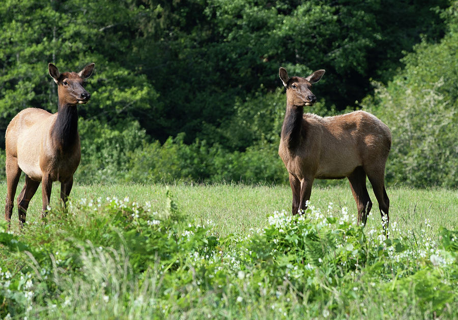 3 Elk in Elk Meadow Photograph by Phyllis Spoor