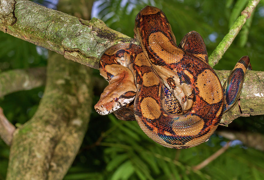 Emperor Boa Hanging In A Tree #3 Photograph by Ivan Kuzmin