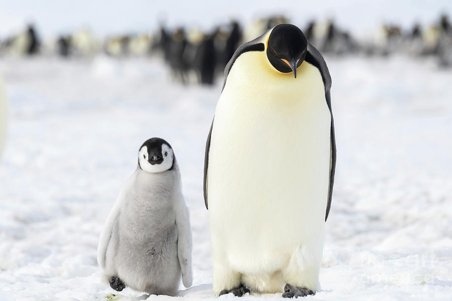 Emperor Penguin And Chick Photograph By Dr P. Marazzi/science Photo ...