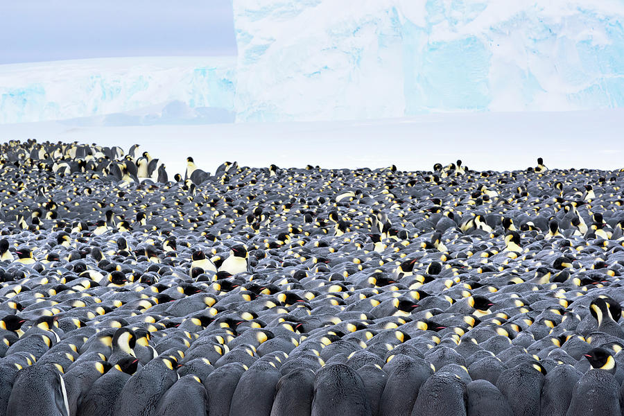 Emperor Penguin Breeding Colony, Atka Bay, Antarctica Photograph by