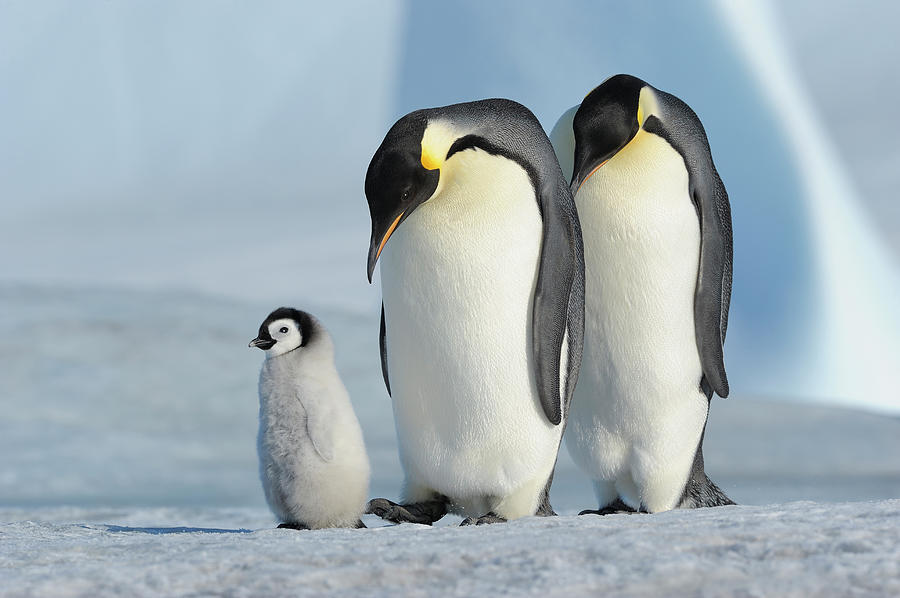 Emperor Penguin Photograph by Raimund Linke - Fine Art America
