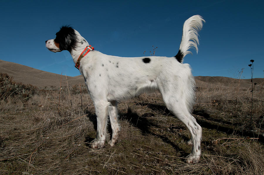 English Setter On Point #3 Photograph by William Mullins