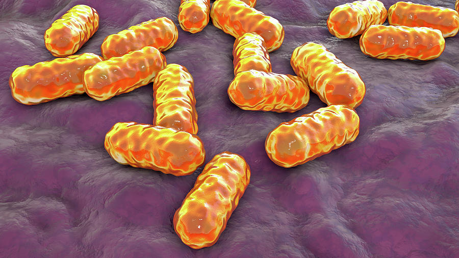Enterobacter Bacteria, Illustration #3 Photograph by Kateryna Kon