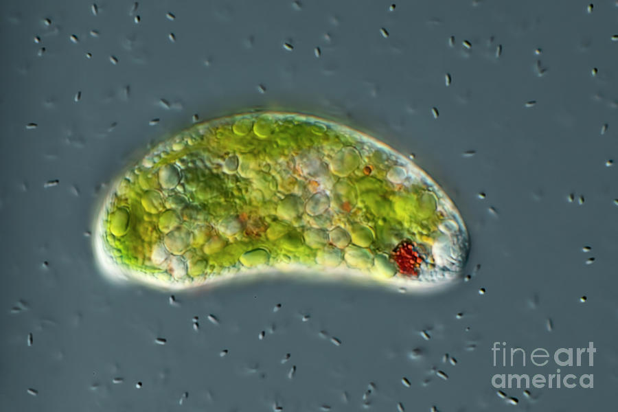 Euglena Sp. Algae Photograph by Frank Fox/science Photo Library - Pixels