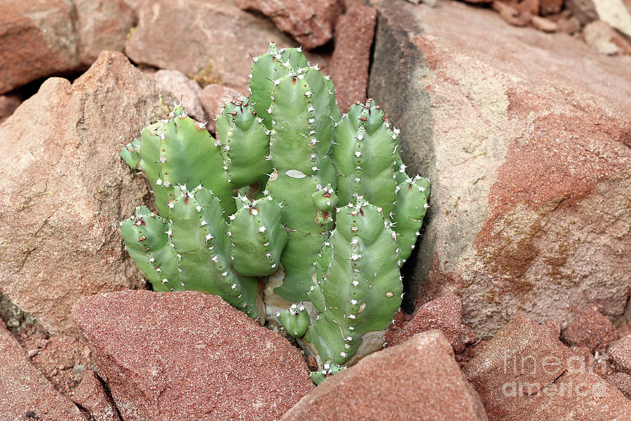 Euphorbia resinifera - Resin spurge #3 Photograph by Michal Boubin