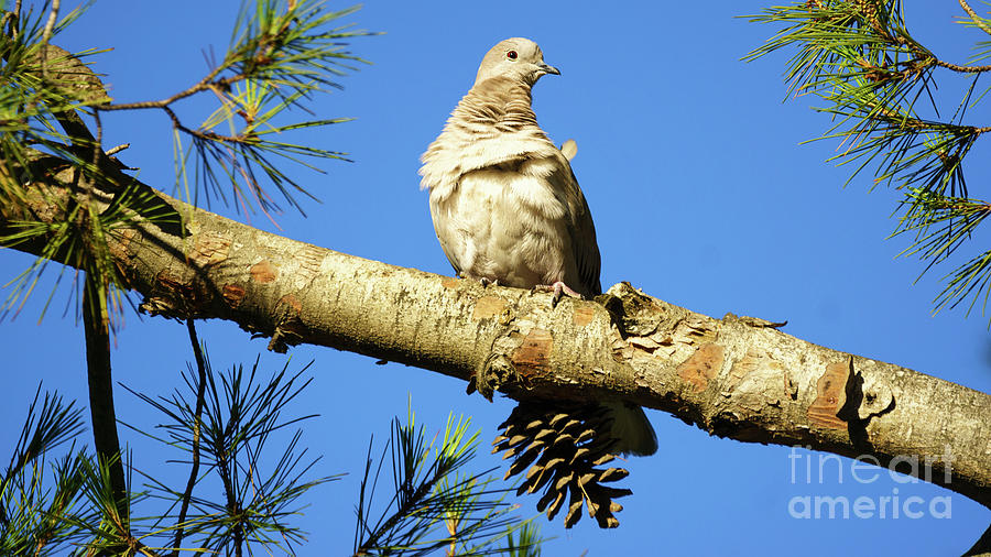 Eurasian Collared-dove Streptopelia Decaocto Photograph by Pablo Avanzini