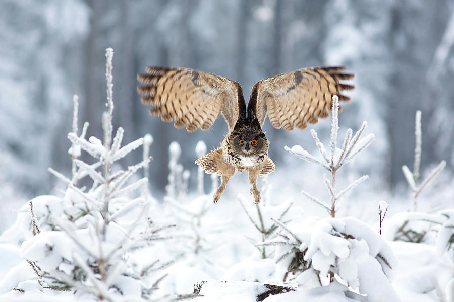 Eurasian Eagle-owl #3 Photograph by Milan Zygmunt