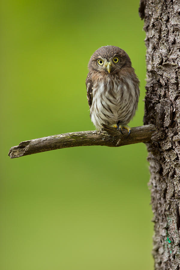 Eurasian Pygmy Owl #3 Photograph by Milan Zygmunt