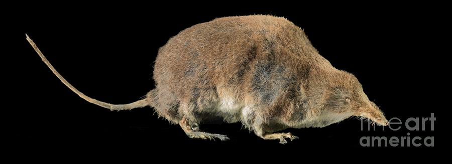Eurasian Water Shrew #3 Photograph by Natural History Museum, London/science Photo Library