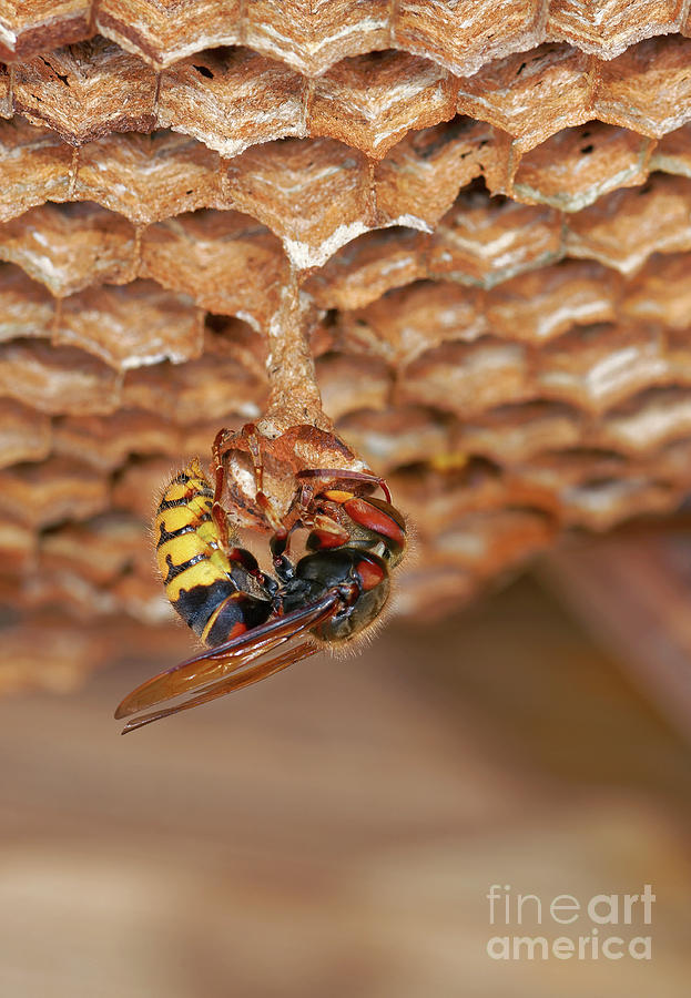 Nature Photograph - European Hornet #3 by Heiti Paves/science Photo Library