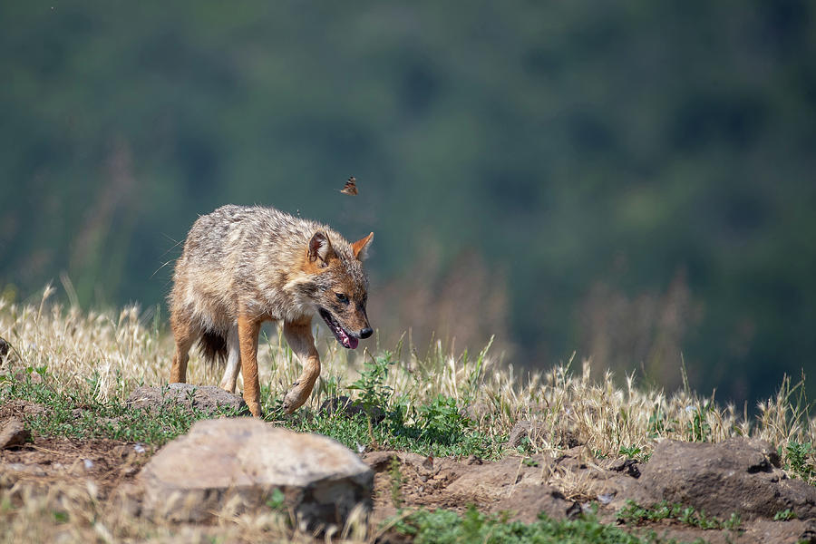 European jackal - Canis aureus moreoticus #3 Photograph by Jivko Nakev