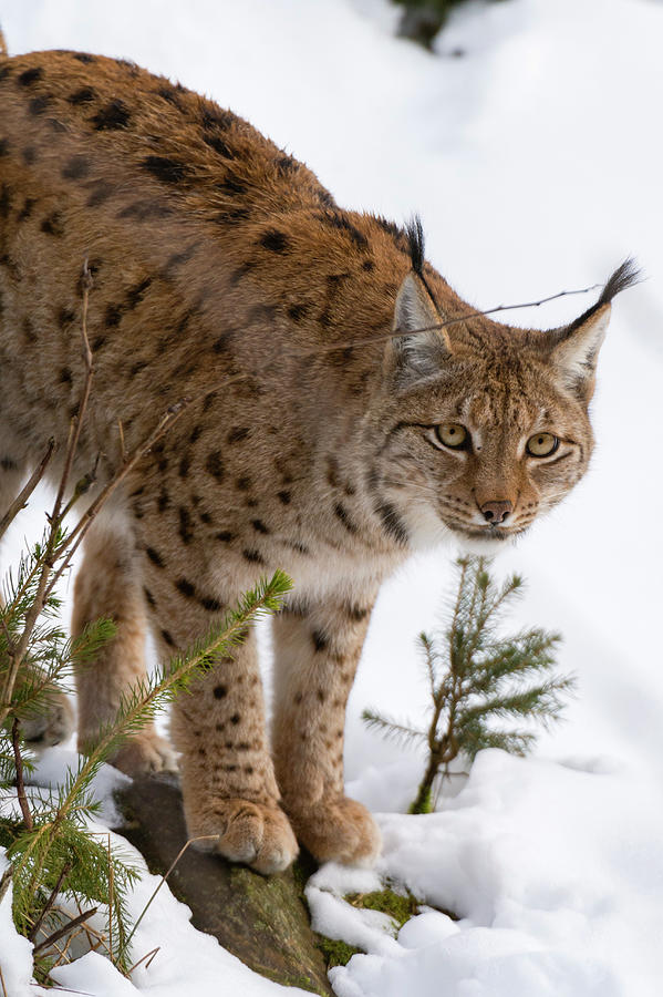 European Lynx (lynx Linx), Bavarian Forest National Park, Bavaria ...