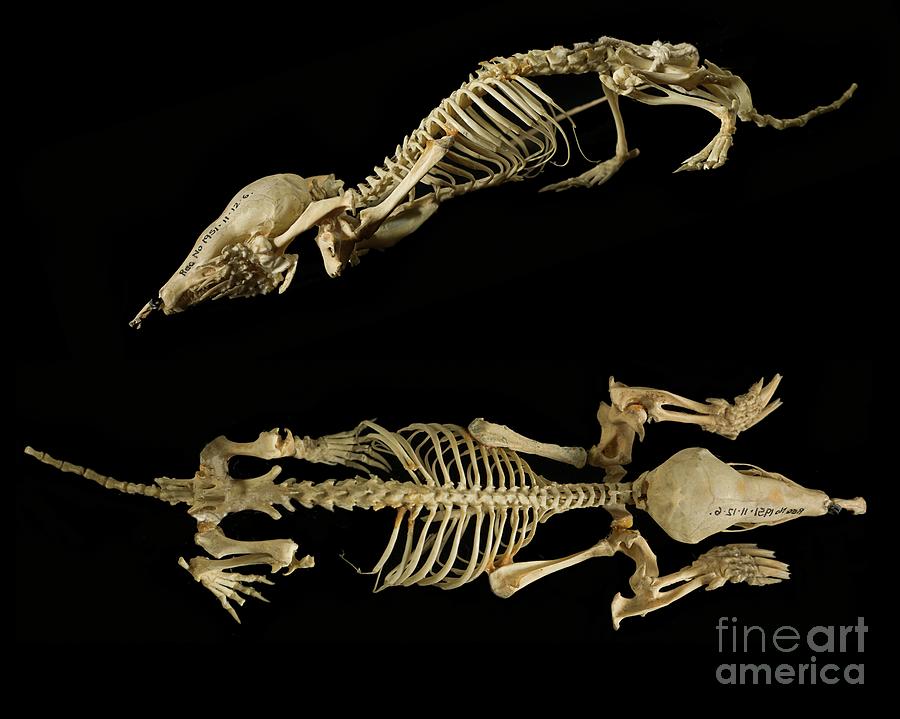 European Mole Skeleton #3 Photograph by Natural History Museum, London/science Photo Library