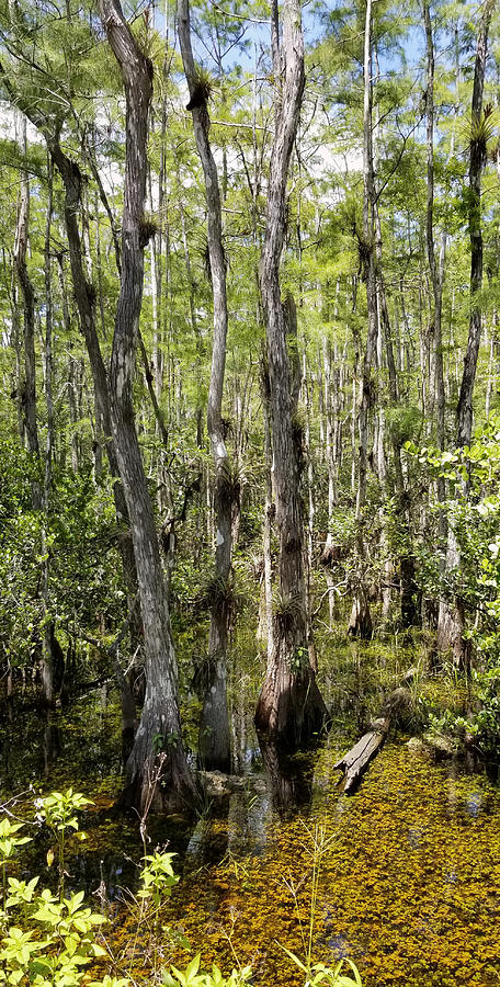 Everglades Cypress Swamp Photograph by Joe Hendricksen - Fine Art America