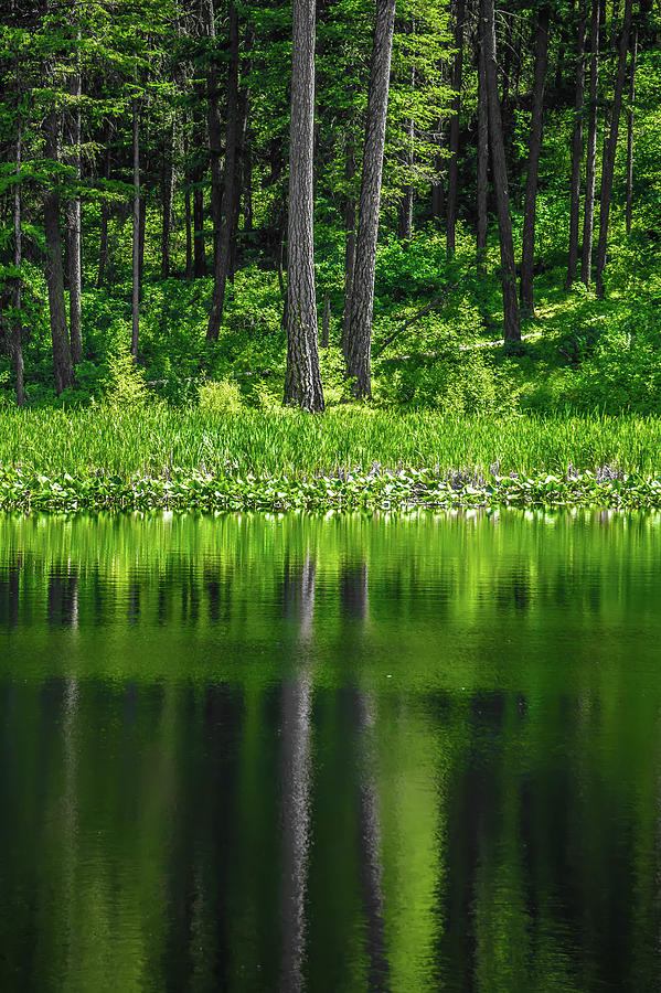 Evergreen Forest Reflecting In Lake #3 Photograph by Alex Grichenko