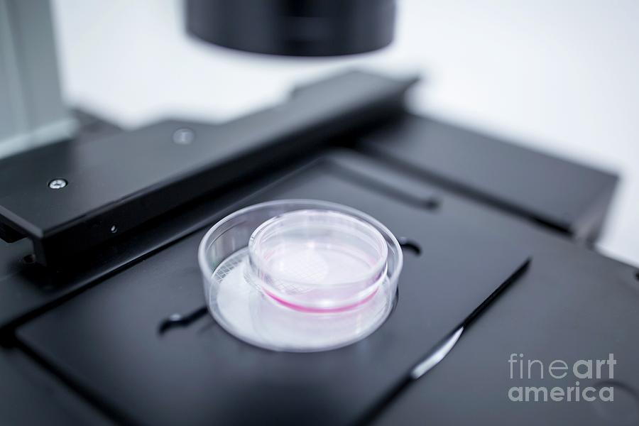 Examining Cultured Cells #3 Photograph by Science Photo Library