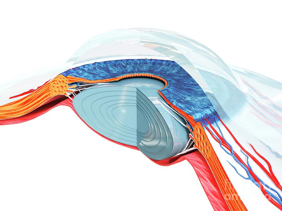 Eye Anatomy #3 Photograph by Sebastian Kaulitzki/science Photo Library
