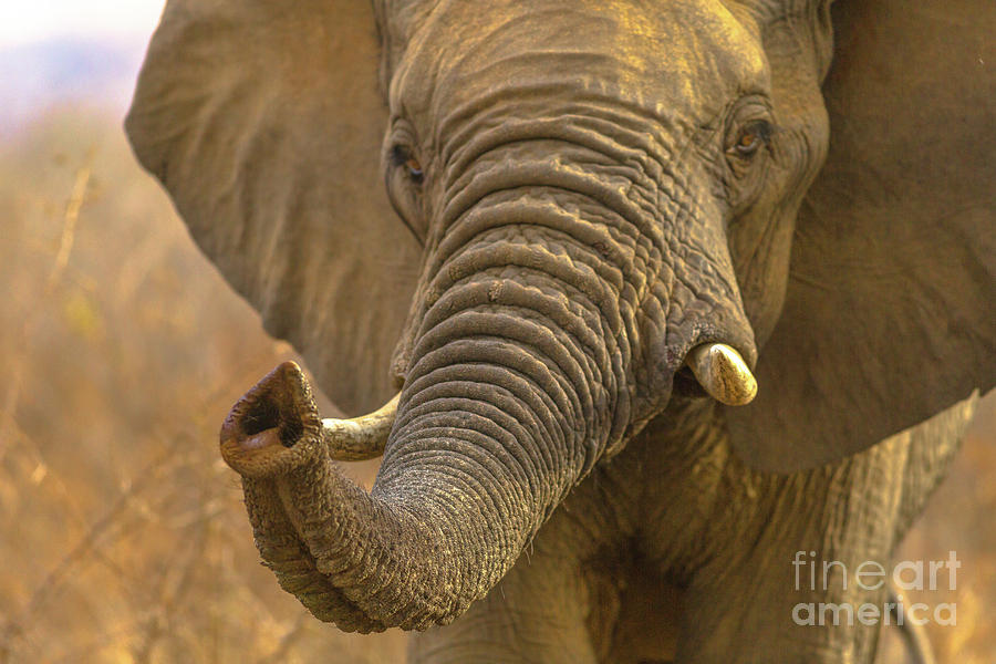 Face of African Elephant #3 Photograph by Benny Marty
