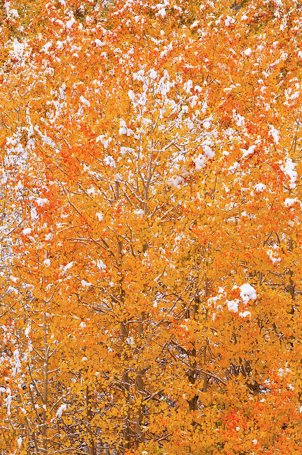 Aspen Photograph - Fall Color Along Bishop Creek, Inyo #3 by Russ Bishop