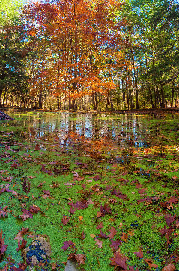 Fall Foliage Reflection In Lake Water Photograph by Anna Miller - Pixels