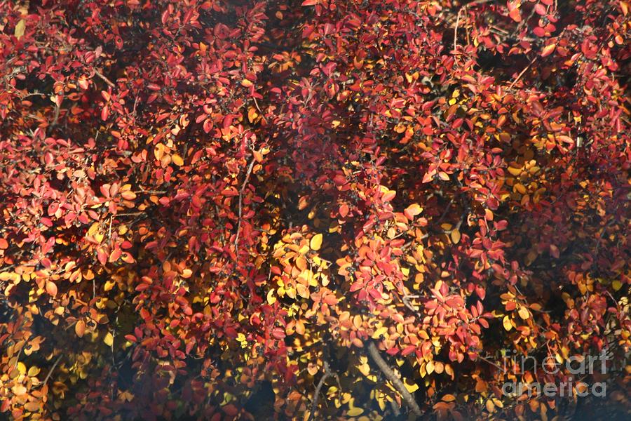 Fall Leaves #3 Photograph by Ann E Robson
