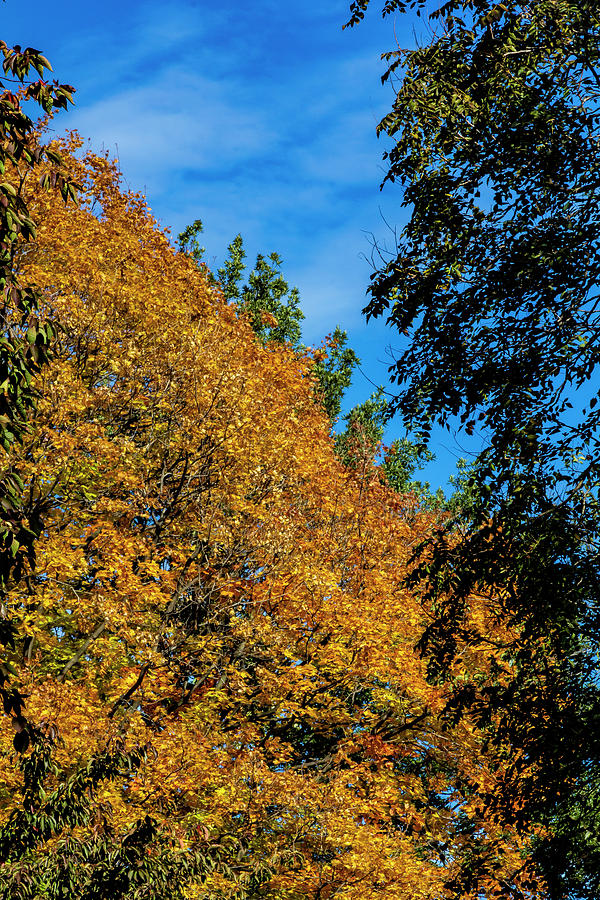 Fall Trees and Leaves #3 Photograph by Robert Ullmann