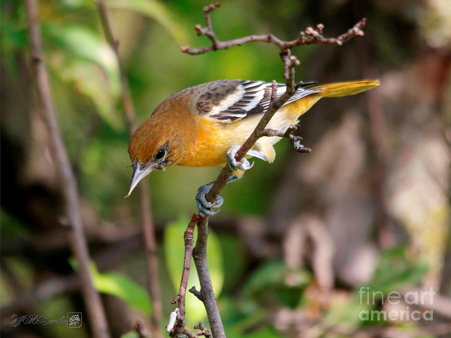Female Baltimore Oriole Northern Race #4 Photograph by J McCombie
