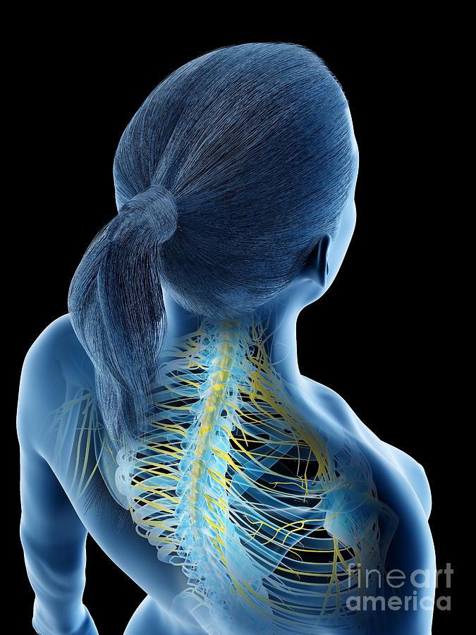 3d Photograph - Female Nervous System #3 by Sebastian Kaulitzki/science Photo Library