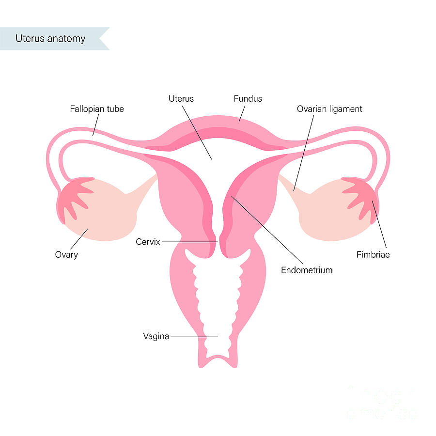 Female Reproductive Organs Photograph By Pikovit Science Photo Library Pixels