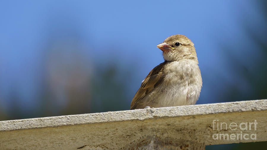 Female Spanish Sparrow passer hispaniolensis #3 Photograph by Pablo Avanzini