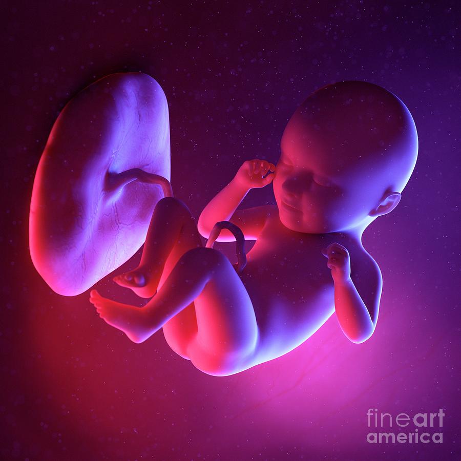 Fetus At Week 35 Photograph by Sebastian Kaulitzki/science Photo ...