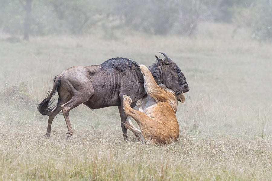 Wildlife Photograph - Fighting #3 by Jie Fischer