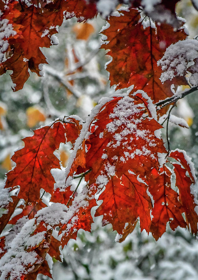 First Snow On Autumn Leaves Photograph