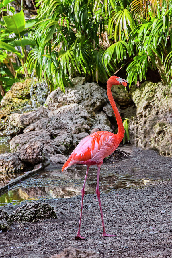 Flamingo Gardens, Davie, Fl #3 Digital Art by Lumiere