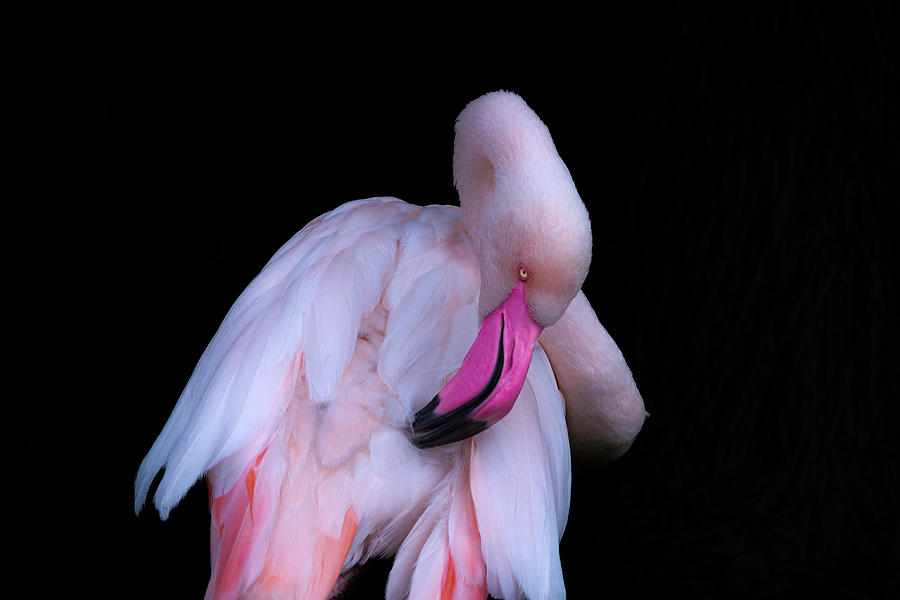 Flamingo #3 Photograph by Natalia Rublina