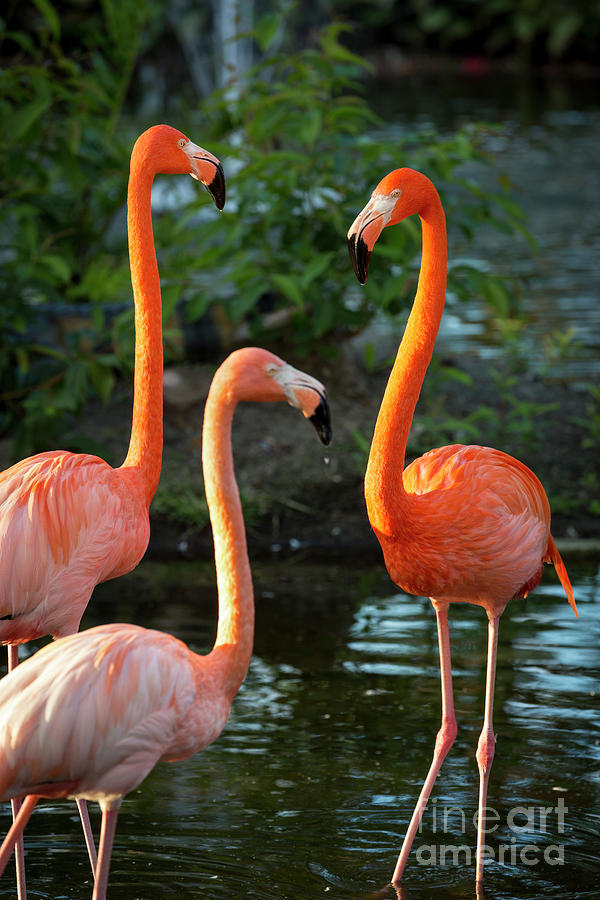3 Flamingos Photograph