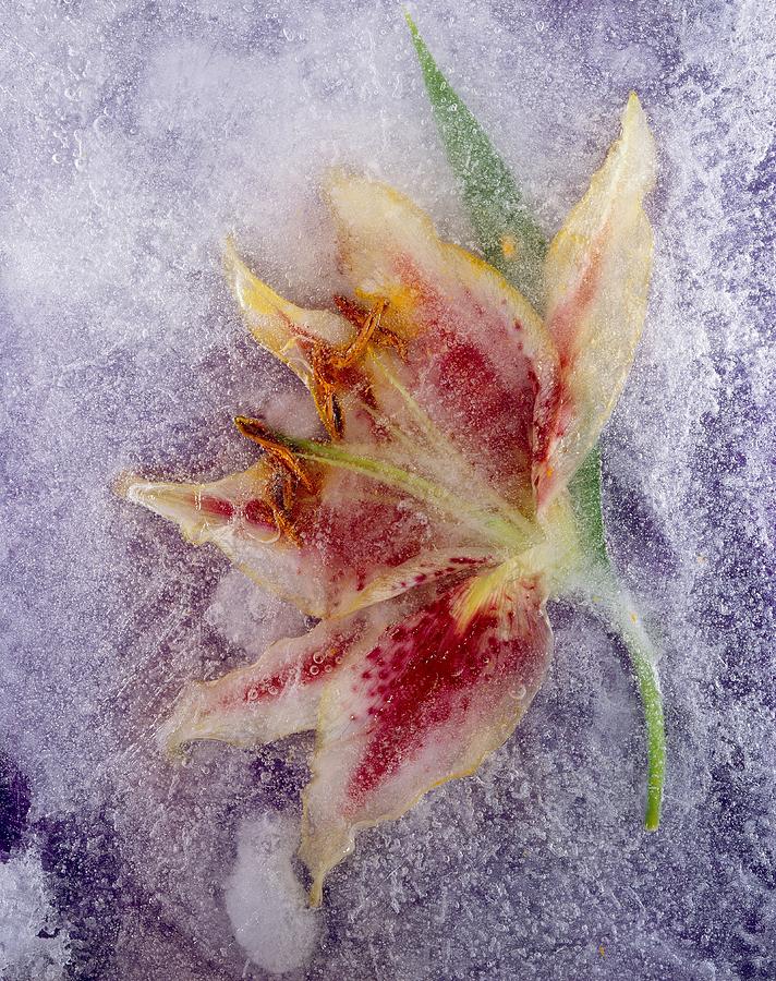 Flower In Ice #3 Digital Art by Lando Pescatori