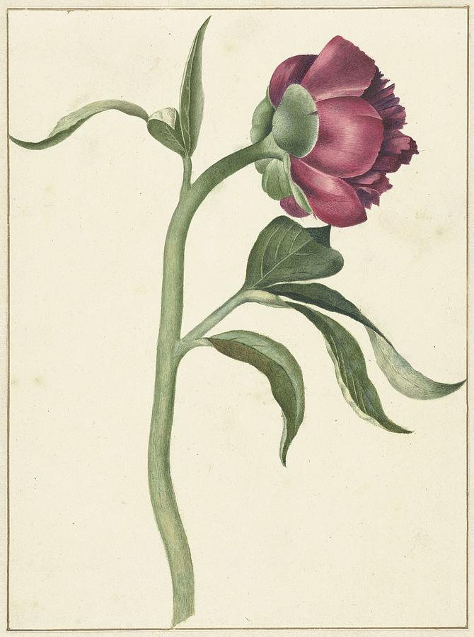 Flower Of The Peony, Cj Crumb, 1700 - 1800 Painting