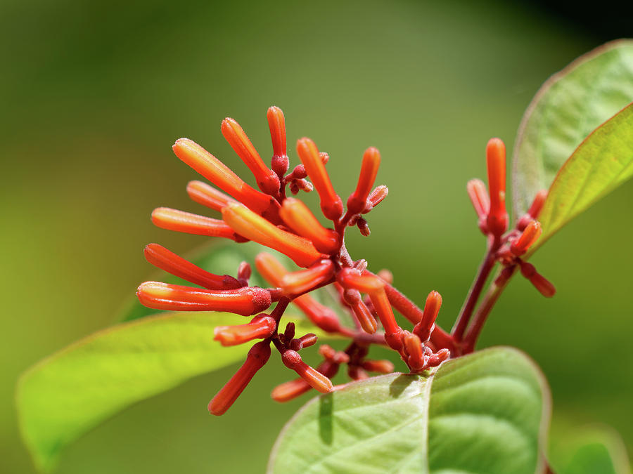 Flowering Firebush Plant Photograph by Jill Nightingale | Pixels