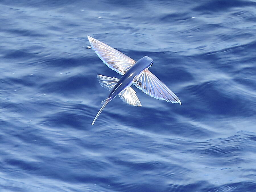 Flying fish Photograph by Alex Nikitsin - Fine Art America