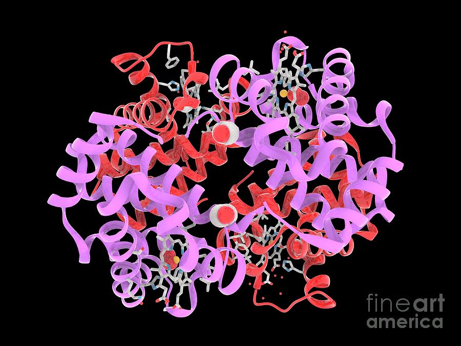 Foetal Haemoglobin #3 Photograph by Ramon Andrade 3dciencia/science Photo Library