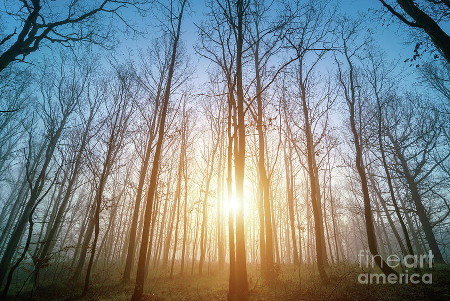 Foggy Forest #3 Photograph by Wladimir Bulgar/science Photo Library