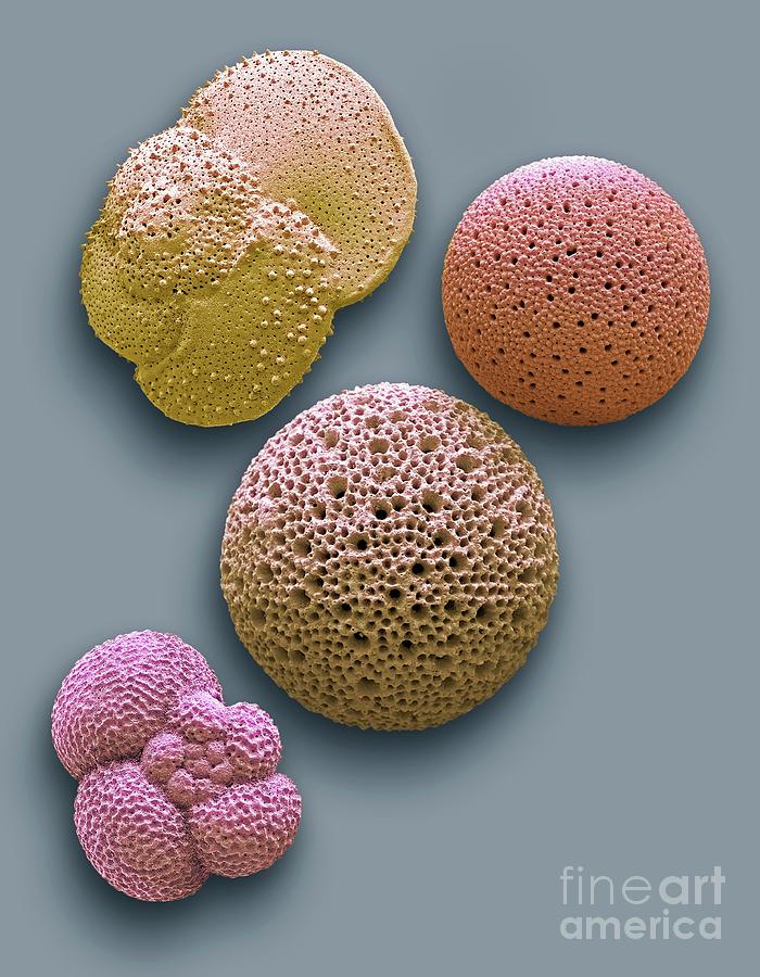 Foraminifera #3 Photograph by Steve Gschmeissner/science Photo Library