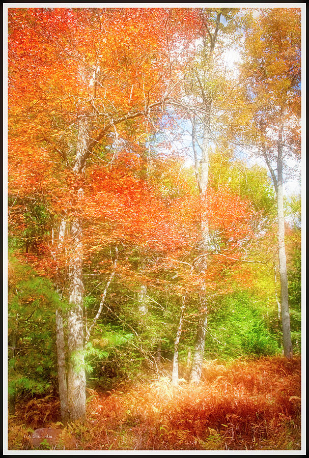 Forest Interior, Autumn, Pocono Mountains, Pennsylvania #3 Photograph by A Macarthur Gurmankin