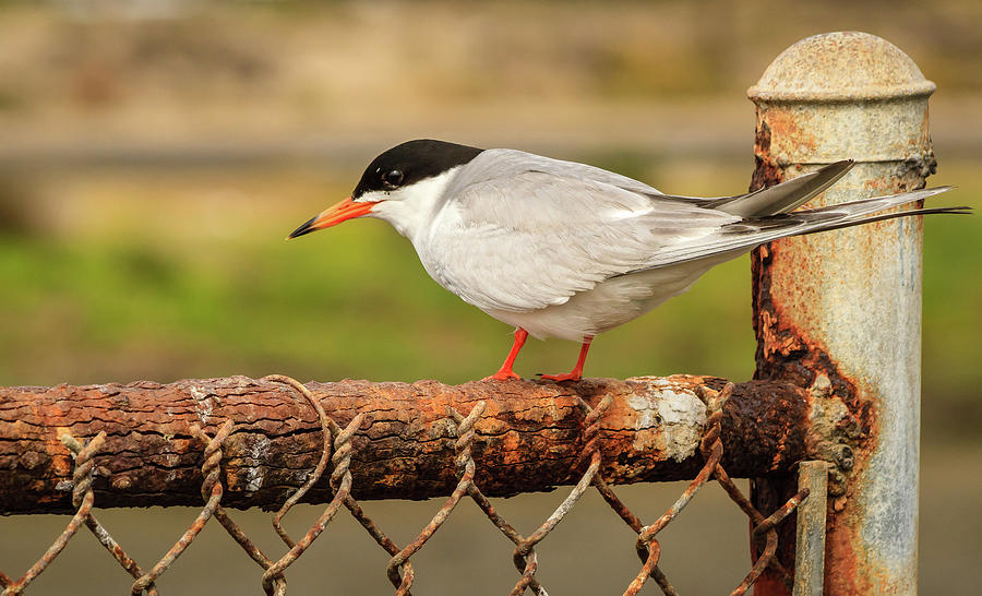 Forsters Tern Photograph