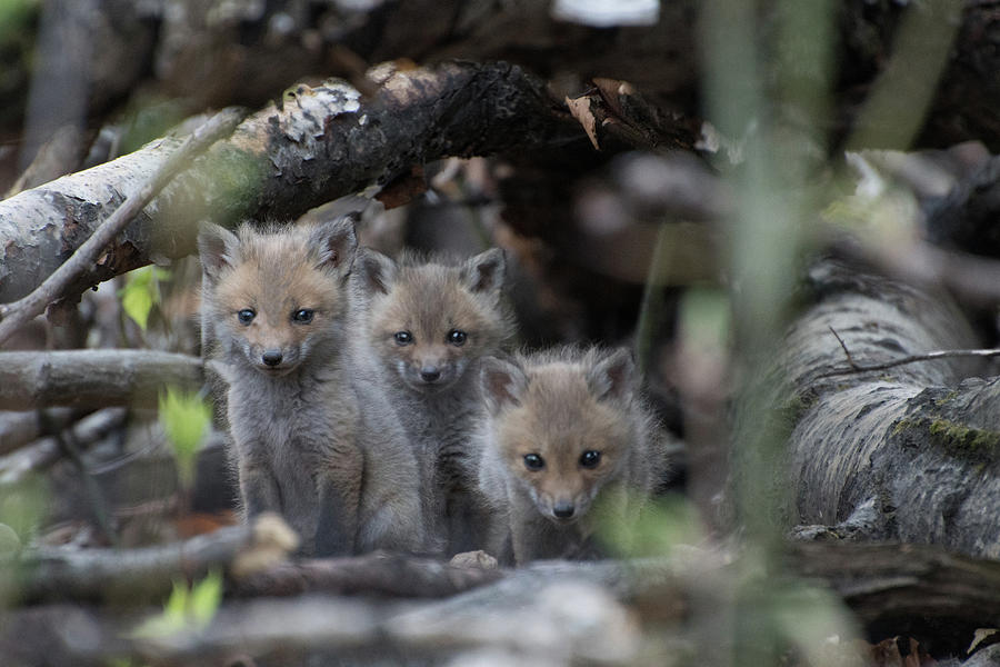 Wildlife Photograph - 3 Fox Pups by John Rowley