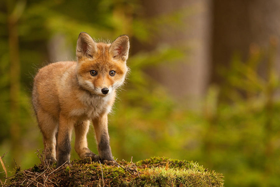 Fox Photograph by Robert Adamec - Fine Art America